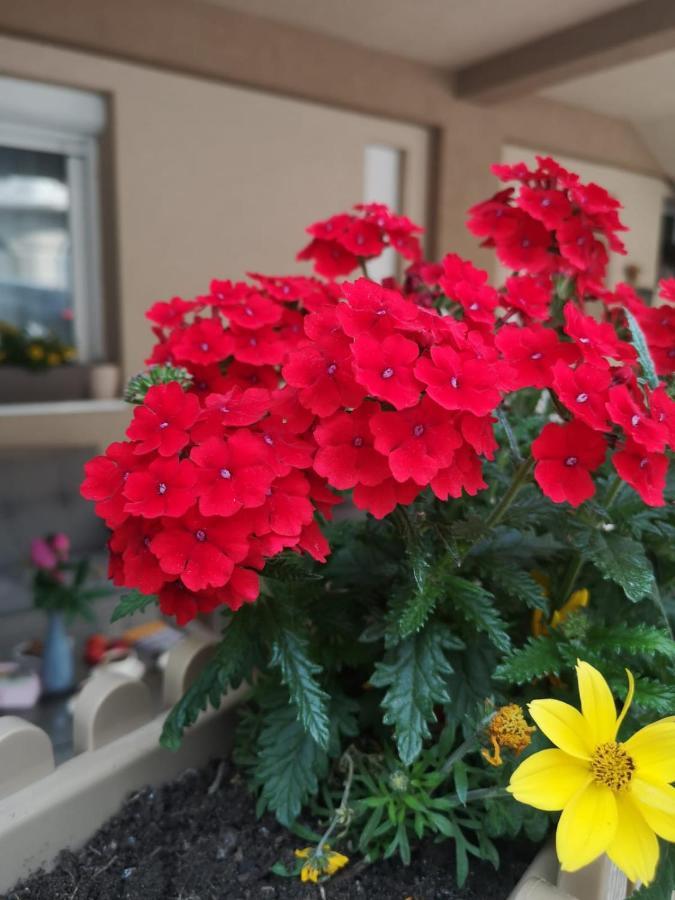 Apartman Jela Nova Varoš Esterno foto